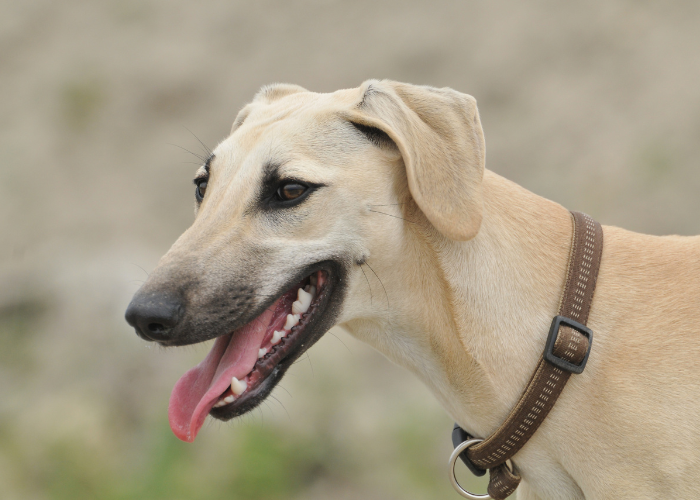 Chart arabski sloughi.