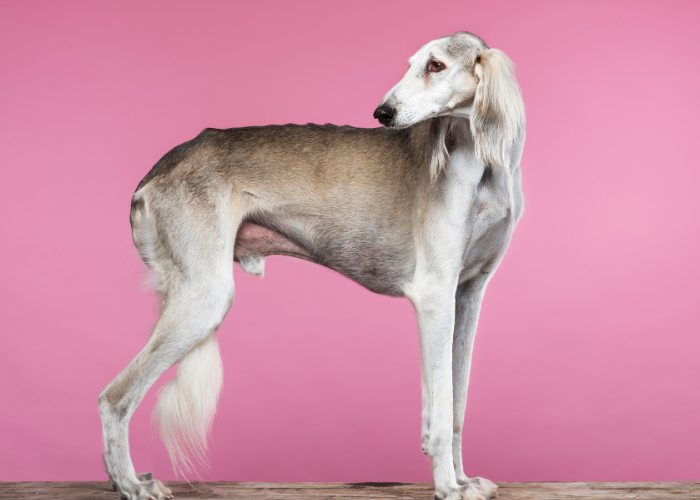 Wzorzec charta perskiego.