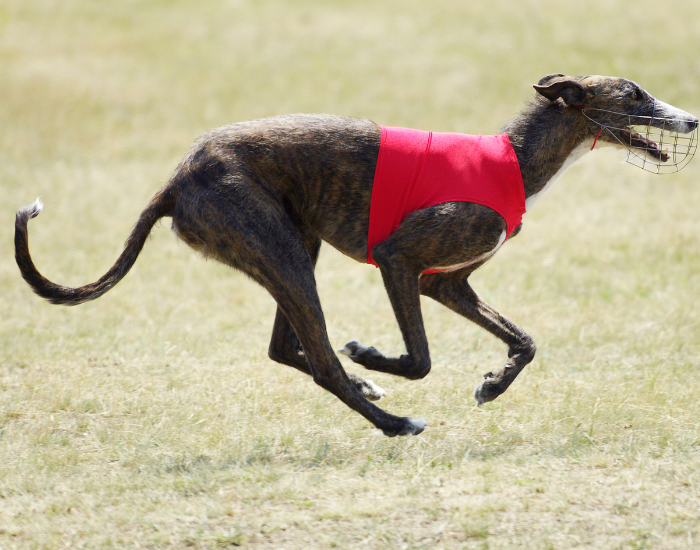 Chart polski podczas wyścigu.