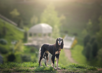 Chart perski saluki biało-czarny.