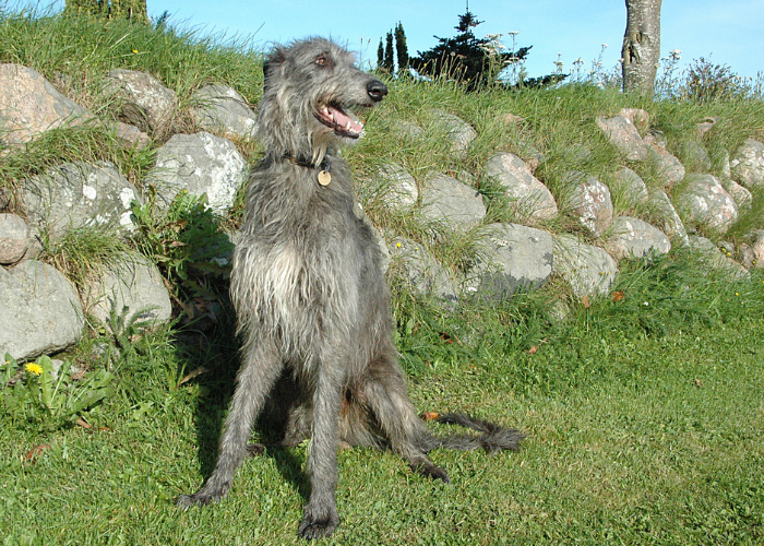 Chart szkocki na dworze.