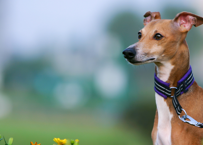 Charcik włoski izabelowaty z profilu.