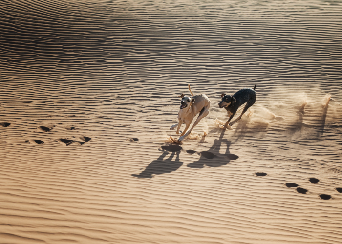 Charty arabskie sloughi na pustyni.