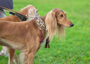 Charty perskie rude.