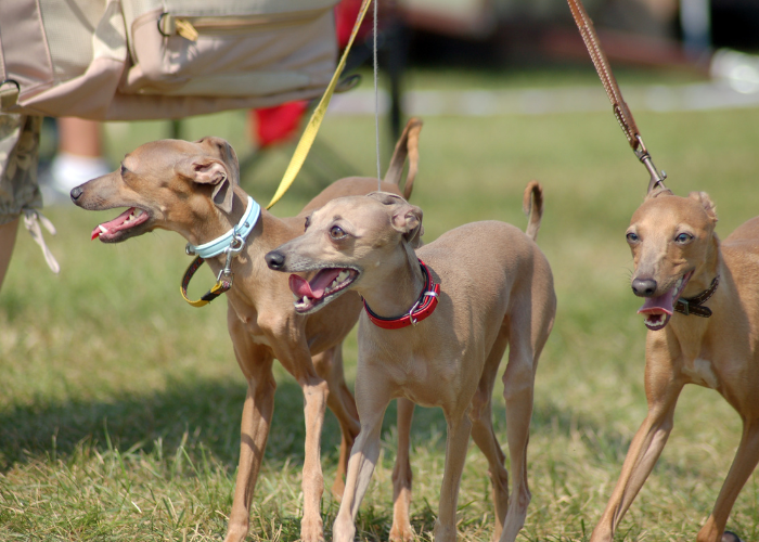 Grupa X FCI - charty.