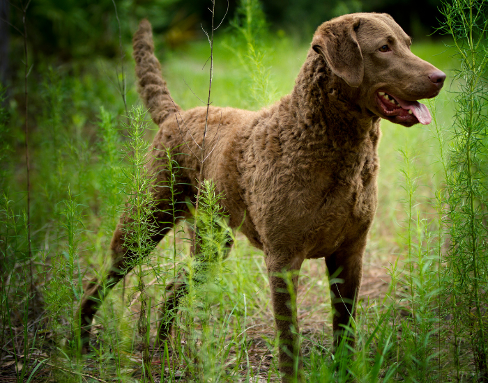 Chesapeake bay retriever.