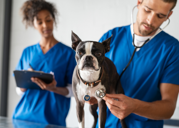 Choroba Addisona u psa.