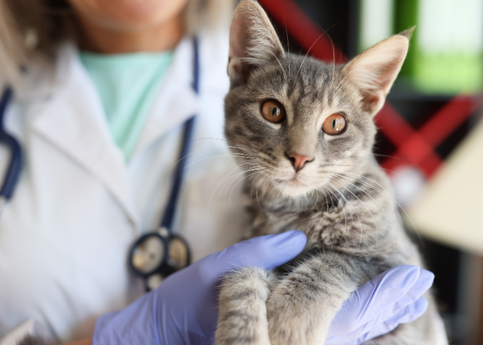 Nowa choroba kotów?