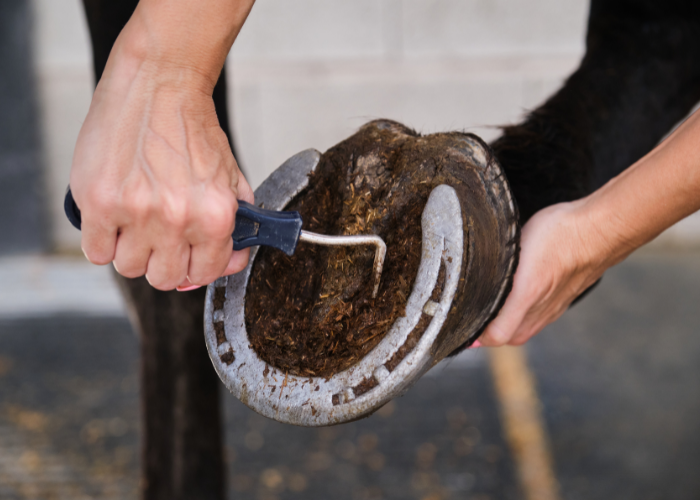 Czyszczenie kopyta konia.
