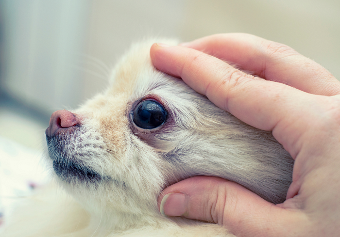 Badanie oka u psa brachycefalicznego.