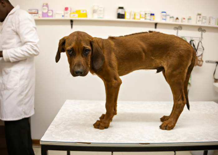 Objawy zapalenia napletka u psa