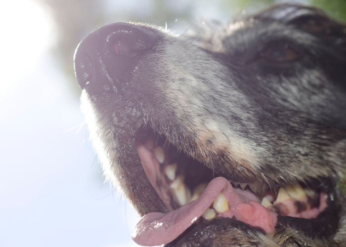 Spuchnięte wargi psa.