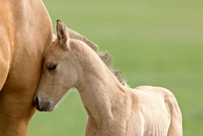 Źrebak maści carmello.