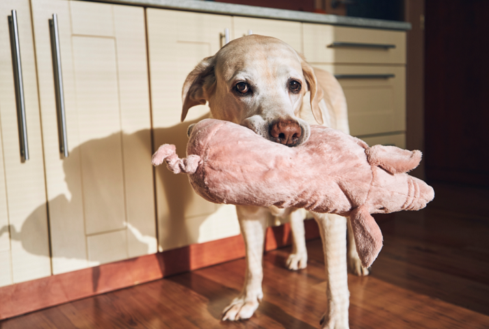 Ciąża urojona u labradora.