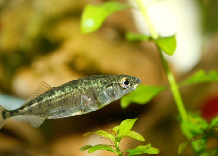 Ciernik w roślinnym akwarium.