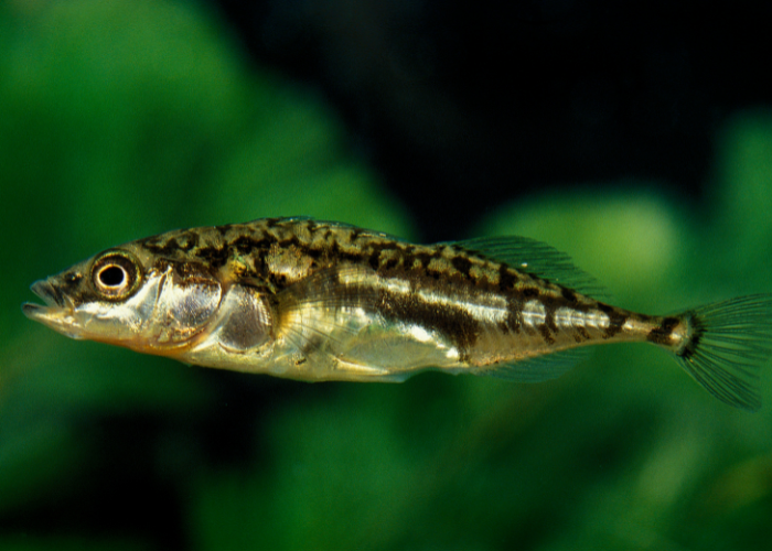 Ryba ciernik w akwarium.