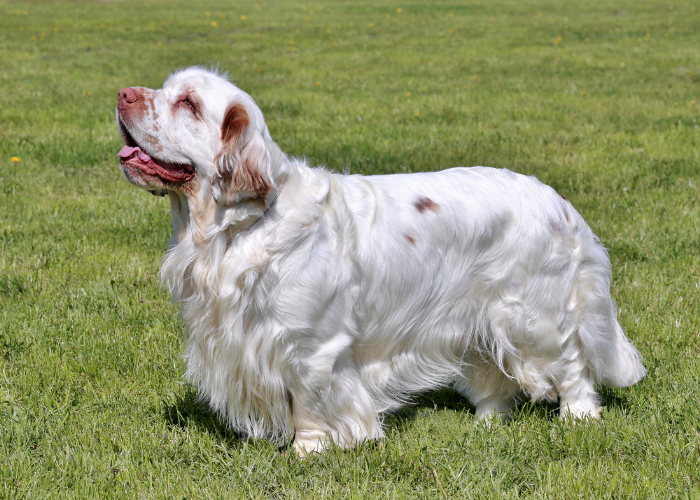 Clumber spaniel wystawowy.