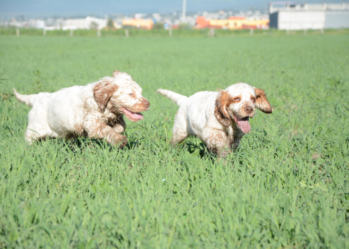 Szczenięta clumber spaniel.