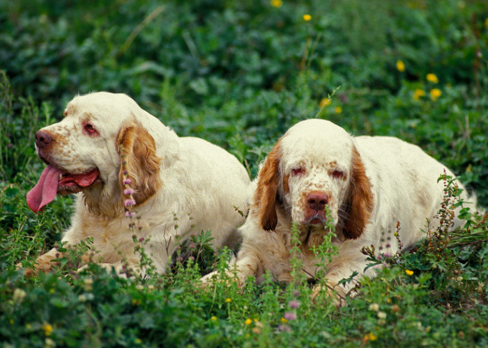 Clumber spaniele leżą na trawie.