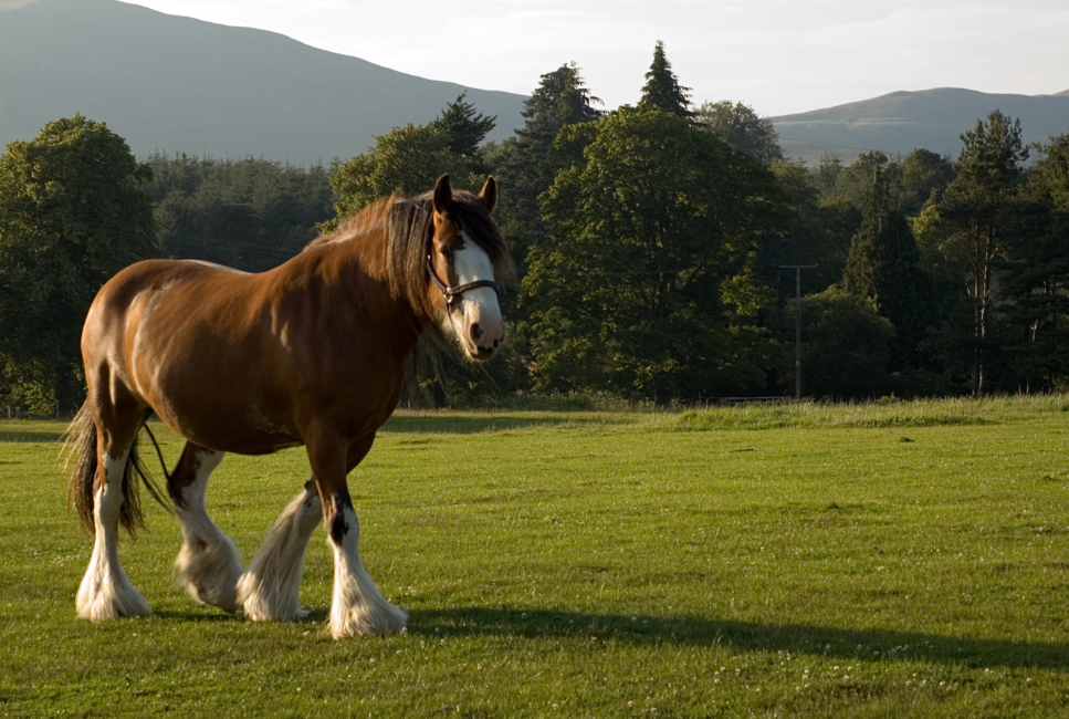 Koń clydesdale.