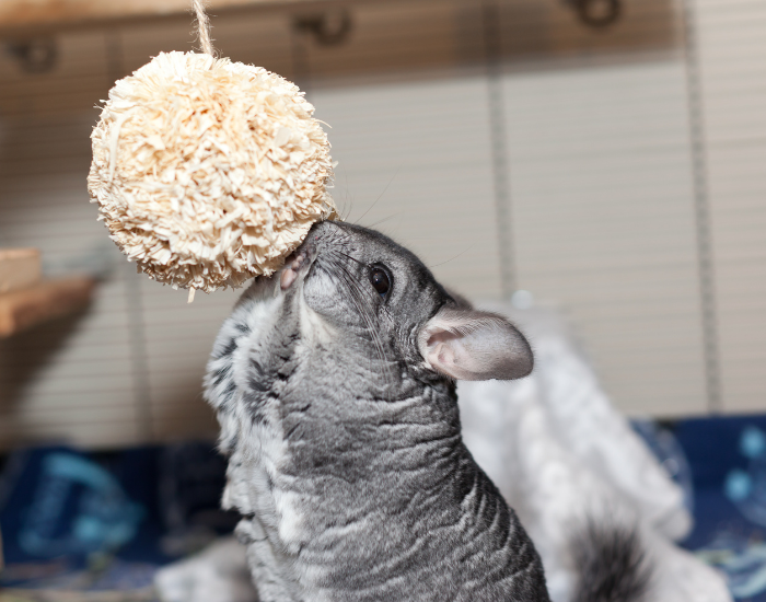 Szynszyla je przysmak.