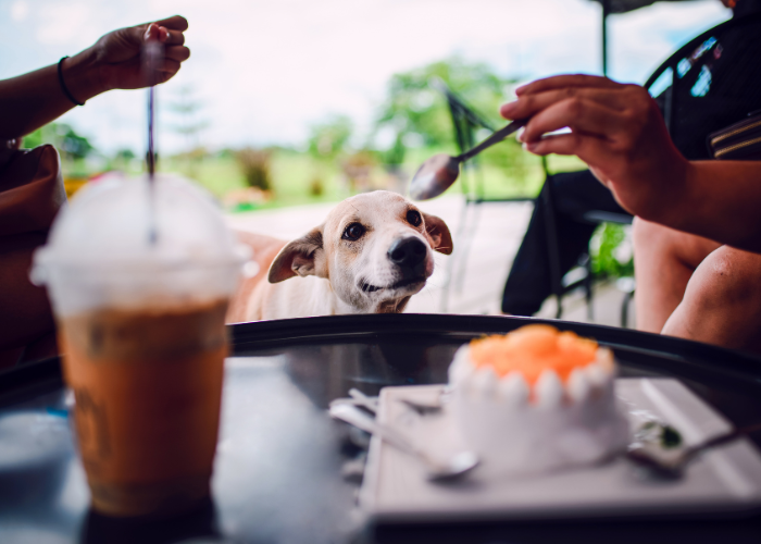 Czy pies może czekoladę? Absolutnie nie!