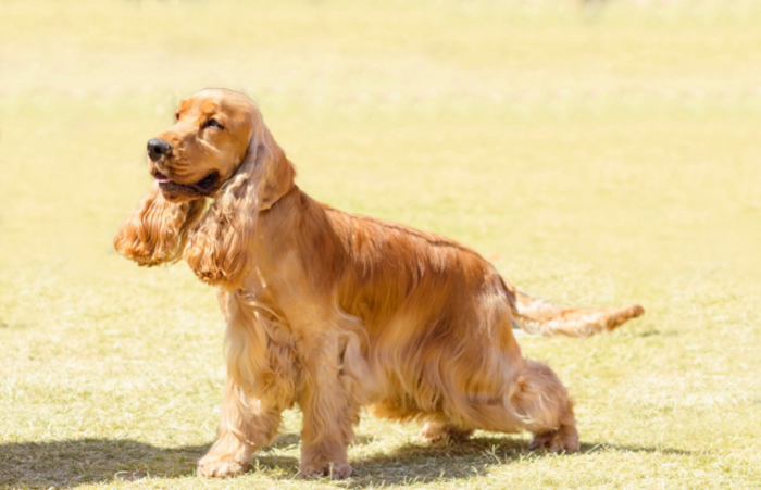 Angielski cocker spaniel.