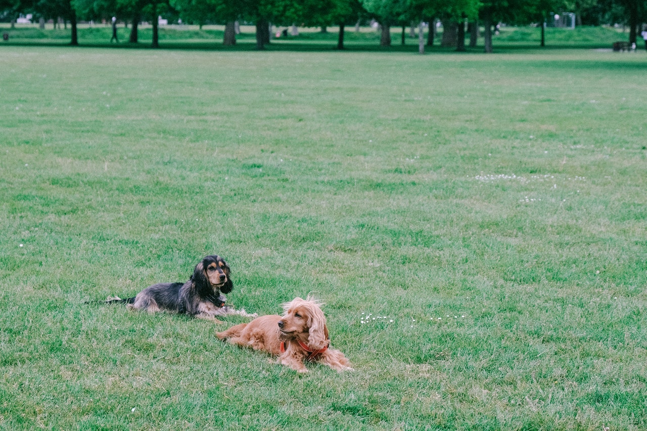 Cocker spaniele, w zależności od rodzaju, występują w różnych odmianach barwnych. Częste są spaniele brązowe lub czarne.