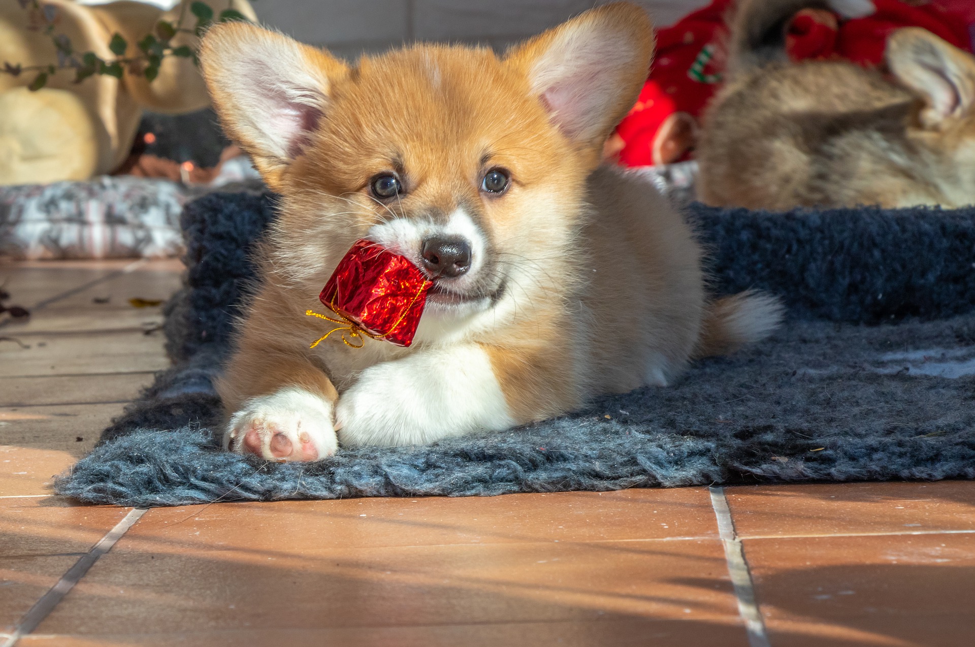Wyprawka dla szczeniaka, niezależnie od jego rasy, powinna zawierać zabawki - w szczególności gryzaki. Szczenięta przechodzą trudny czas wymiany zębów, w czasie którego odczuwają silne swędzenie dziąseł, czasami również ból.