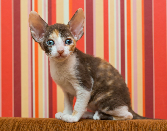 Kociak cornish rex.