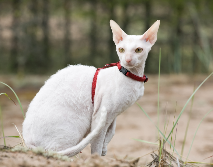 Kot rasy cornish rex w szelkach.