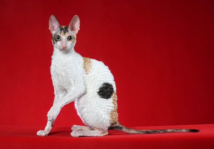 Kot Cornish rex.