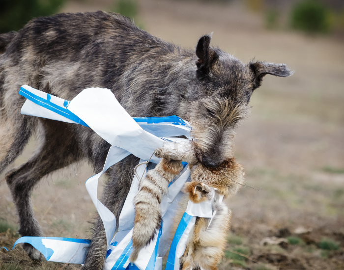 Pies w czasie coursingu.