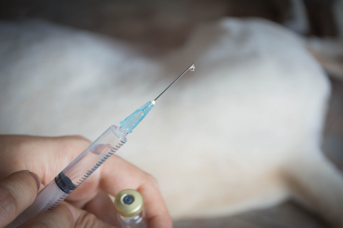 Leczenie psa z cukrzycą.