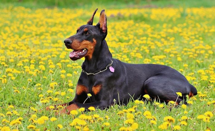 Doberman czarny z kopiowanymi uszami.