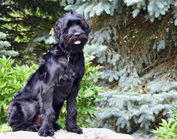 Czarny terier rosyjski.