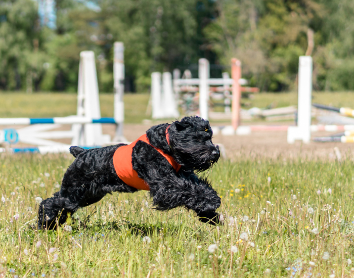 Czarny terier rosyjski podczas służby.