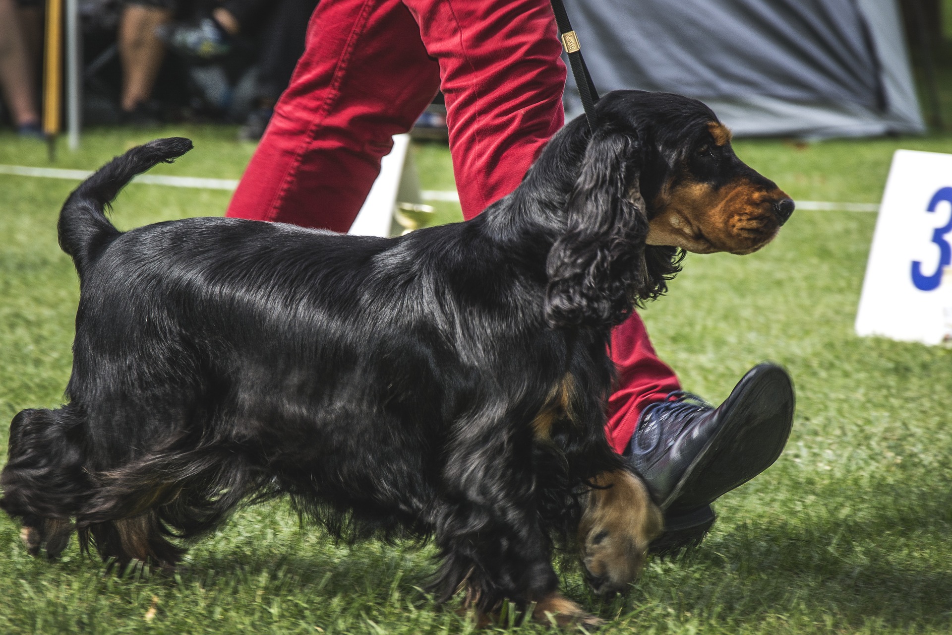 Cocker spaniel ma długą jedwabistą sierść, dozwolona jest ta w kolorze czarnym.