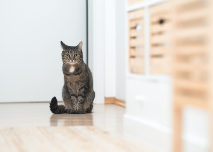 Kot musi mieć w domu zapewnioną aktywność i rozrywkę. Inaczej będzie nadmiernie wokalizował i zaczepiał.