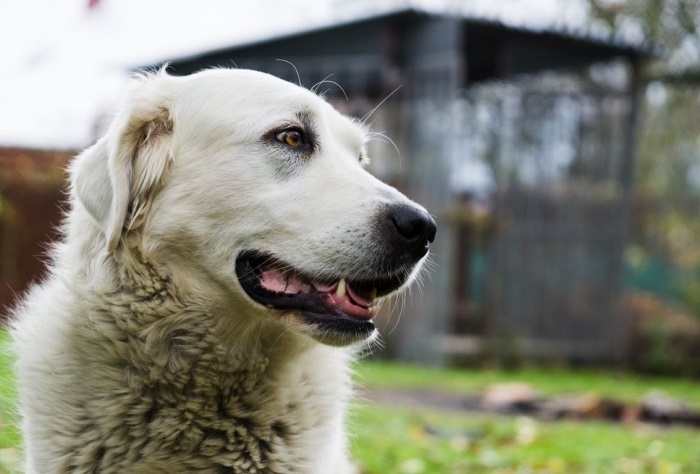 Pysk czuwacza słowackiego
