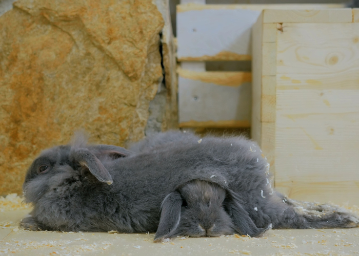 Króliki śpią na sobie.