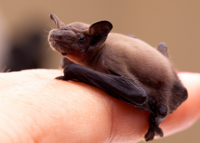 Młody nietoperz.