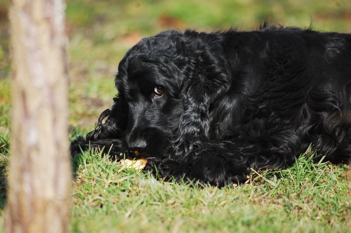 Cocker spaniel próbuje niezauważony zjeść kawałek chleba.