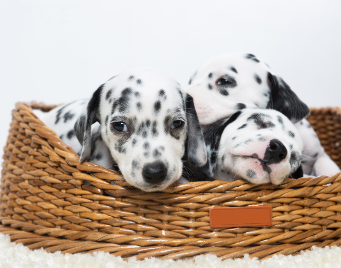 Szczeniaki dalmatyńczyka.