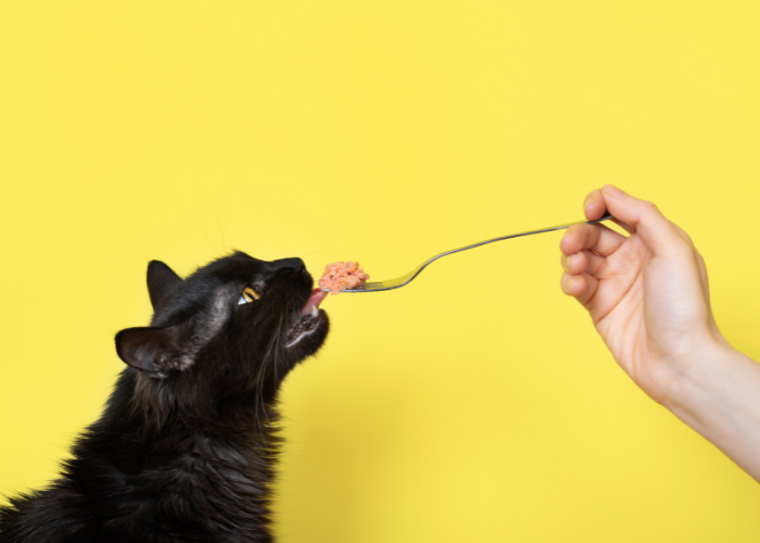 Obliczanie dziennej dawki pokarmowej dla kota.