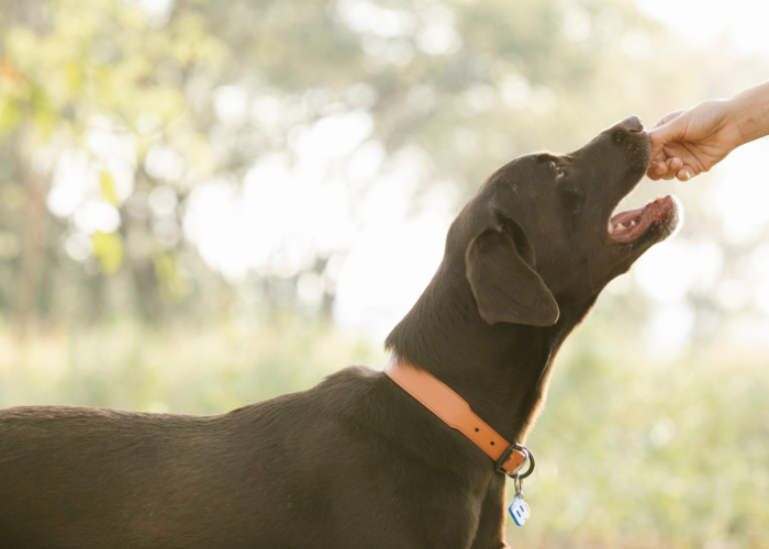 Dawkowanie karmy dla psa.