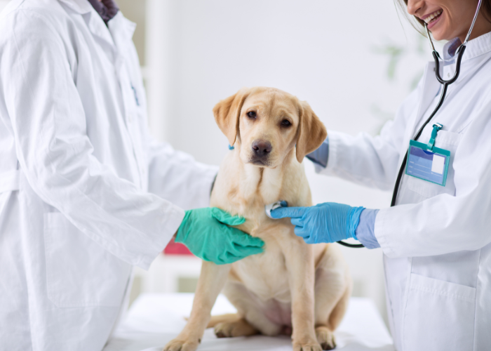 Leczenie psa z depresją.