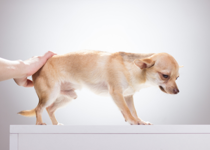 Chihuahua z depresją.