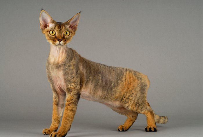 Kot Devon rex.