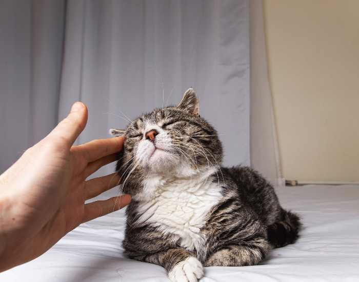 Jak zadbać o kociego seniora?